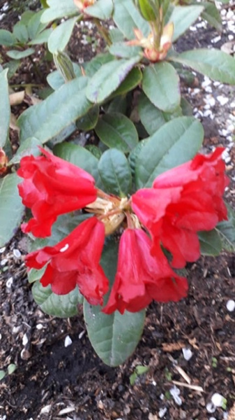 Рододендрон цветёт